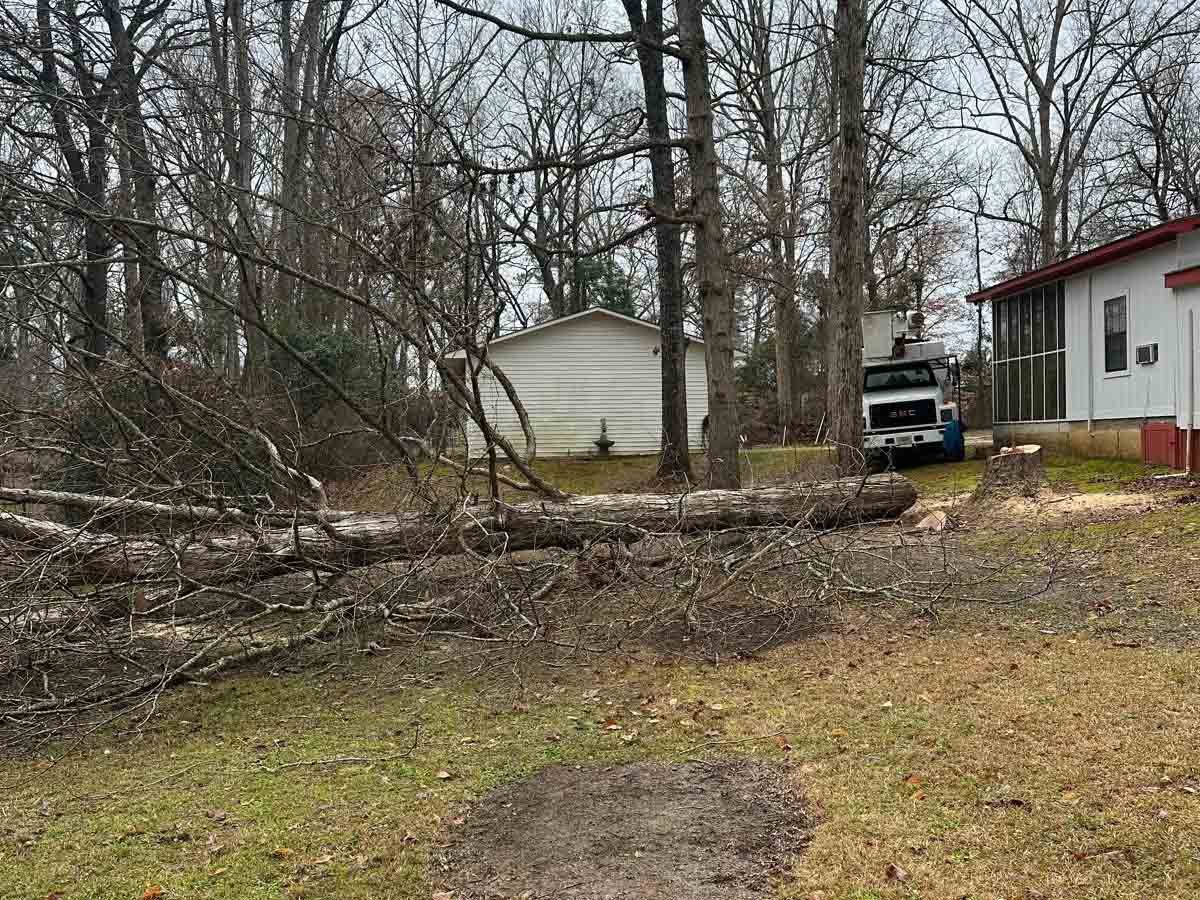 El Costeño Tree Service LLC